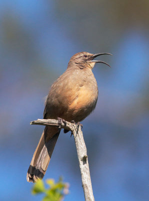 California Thrasher, male, singing