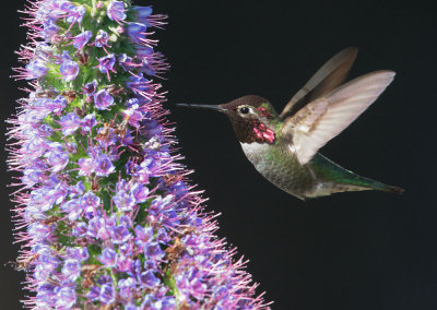 Annas Hummingbird, male, feeding