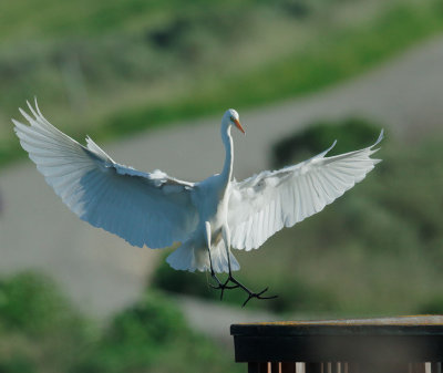 Great Egret, landing