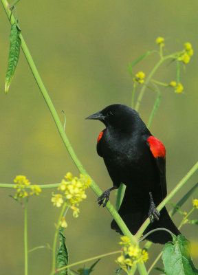 Red-winged Blackbird, Bicolored male