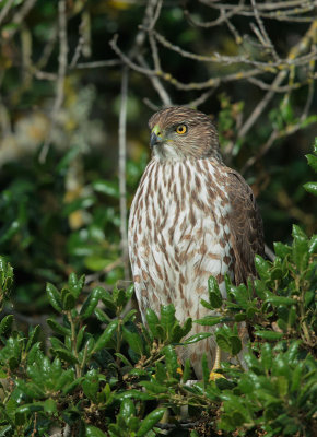 Cooper's Hawk, juvenile