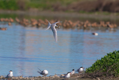Forster's Tern, flying, with fish
