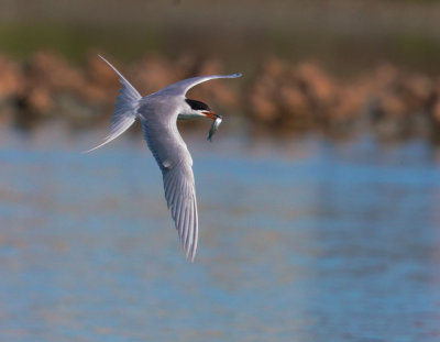 Forsters Tern with fish