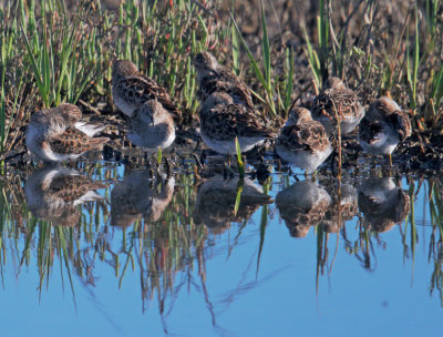 Least Sandpipers