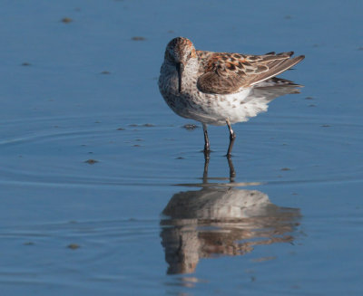 Western Sandpiper, breeding plumage