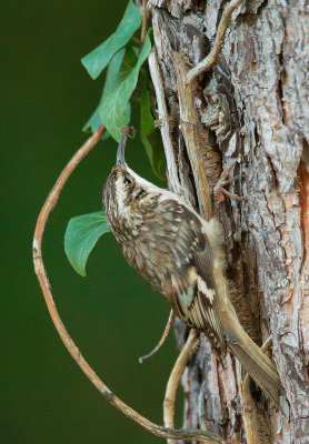 Brown Creeper, with prey