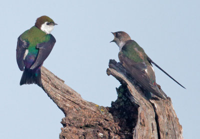 Violet-green Swallows, male and female