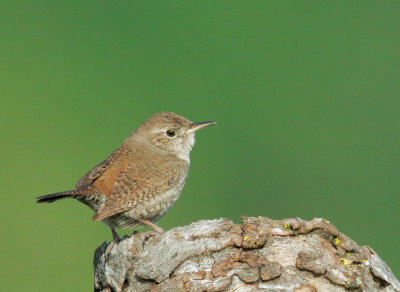 House Wren