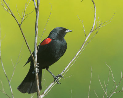 Red-winged Blackbird, male Bicolored