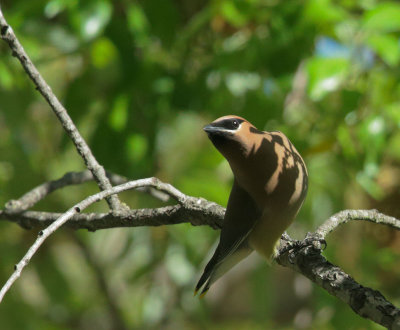 Cedar Waxwing, turning to take off