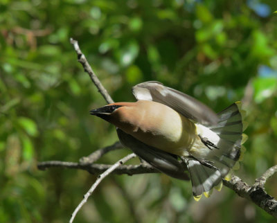 Cedar Waxwing, launching