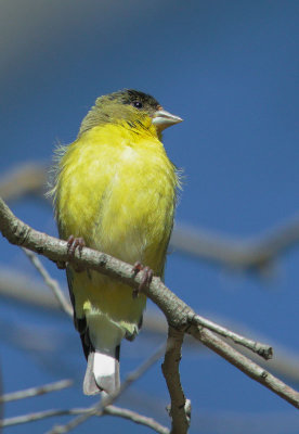 Lesser Goldfinch, male