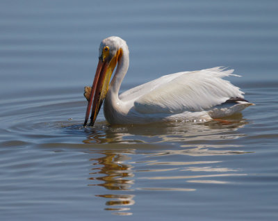 American White Pelican