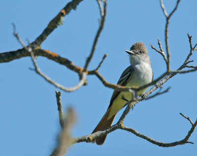 Ash-throated Flycatcher