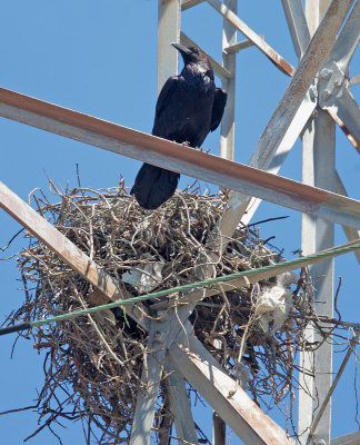 Common Raven, at nest