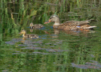 Mallards, female and chicks