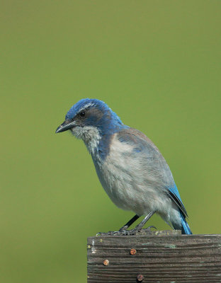 California Scrub-Jay