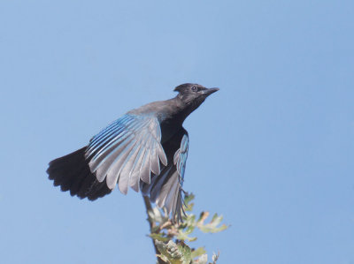 Steller's Jay, flying