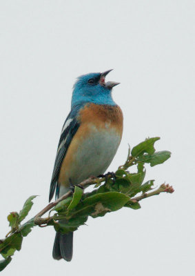 Lazuli Bunting, singing male