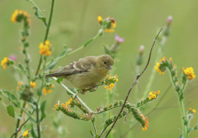 Lesser Goldfinch, female