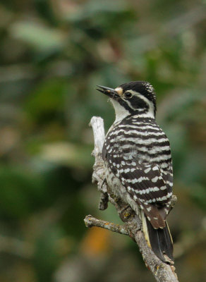 Nuttalls Woodpecker, female, carrying food to nest