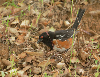 Spotted Towhee, male