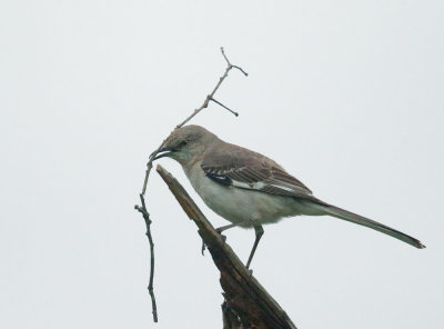 Northern Mockingbird, carrying nesting material