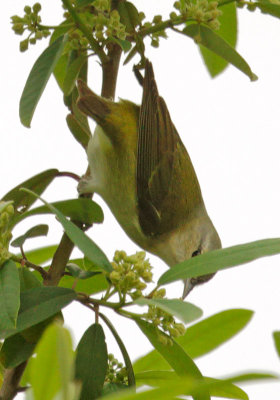 Tennessee Warbler, showing white vent