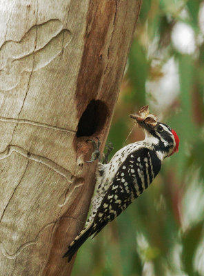 Nuttall's Woodpecker, male carrying food to nest