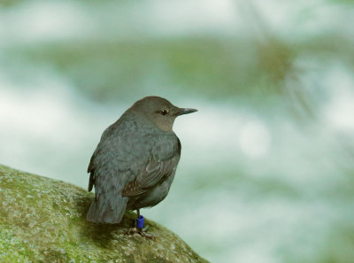 American Dipper