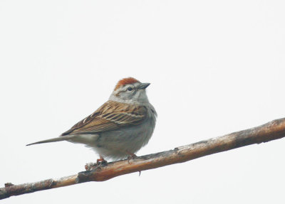 Chipping Sparrow, male