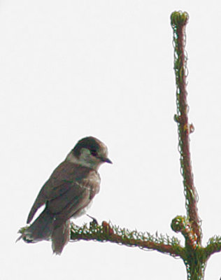 Gray Jay