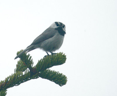 Mountain Chickadee