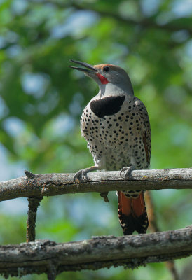 Northern Flicker, male, Red-shafted