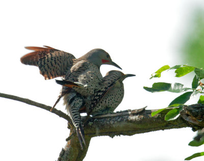 Northern Flickers, Red-shafted, pair mating