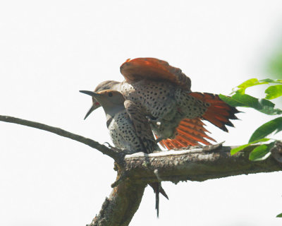 Northern Flickers, Red-shafted, pair mating 
