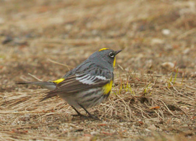 Yellow-rumped Warbler, male Audubon