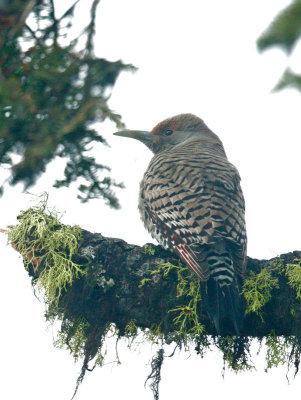 Northern Flicker, female Oregon