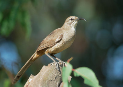 California Thrasher