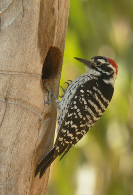 Nuttall's Woodpecker, male carrying food to nest