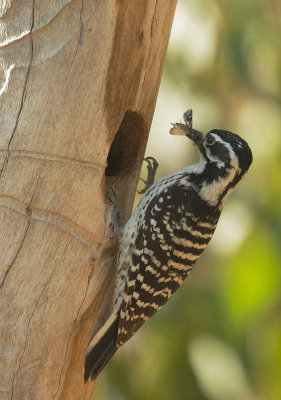 Nuttall's Woodpecker, female carrying food to nest