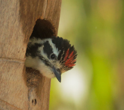 Nuttalls Woodpecker, nestling