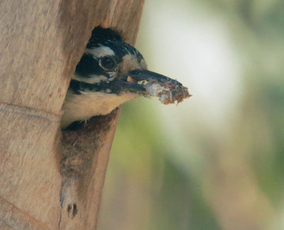 Nuttall's Woodpecker, male leaving nest with debris