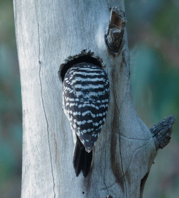 Nuttall's Woodpecker, female, nearby