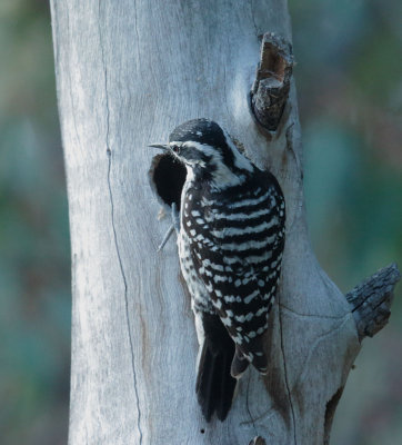 Nuttall's Woodpecker, female, nearby 