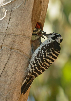 Nuttall's Woodpecker nest, May 2016