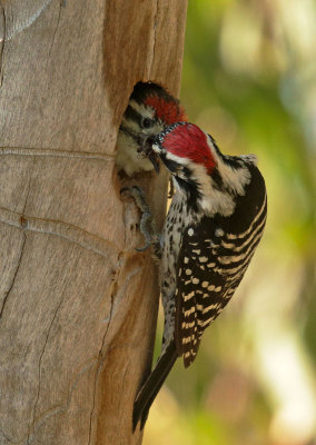 Nuttall's Woodpeckers, male feeding nestling