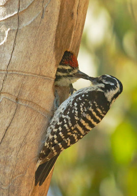 Nuttall's Woodpeckers, female feeding nestling