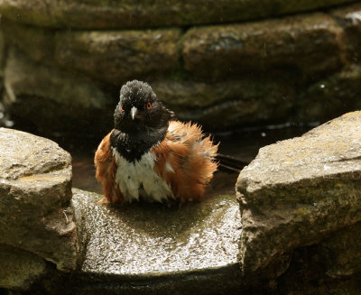 Spotted Towhee, male bathing in fountain