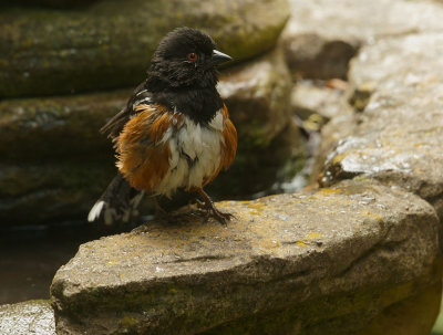Spotted Towhee, male after bathing in fountain